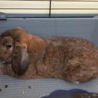 Minilop ariete nanissimo adulto