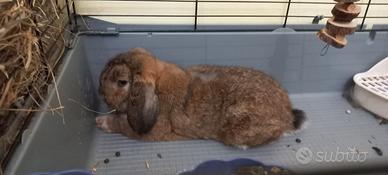 Minilop ariete nanissimo adulto