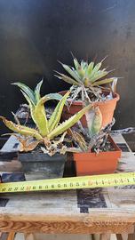 4 Agave Mini Da Collezione - Piante Grasse Cactus