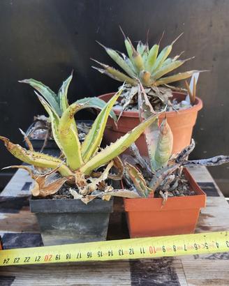 4 Agave Mini Da Collezione - Piante Grasse Cactus