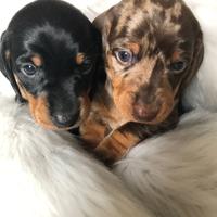 Bambolotti meravigliosi