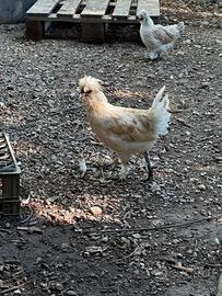 Galline