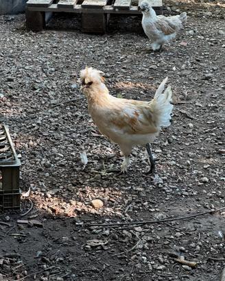 Galline