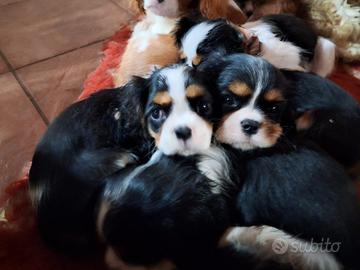 Cavalier king