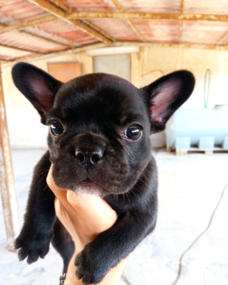 Bulldog francese