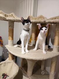 coppia gattini bianco nero 