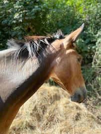 Mulo castrone