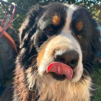 Bovaro del Bernese accoppiamento