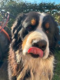 Bovaro del Bernese accoppiamento