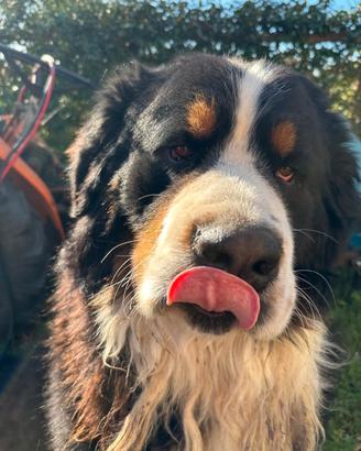 Bovaro del Bernese accoppiamento