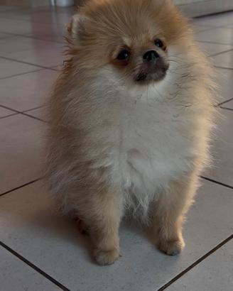 Spitz di pomerania