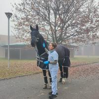 Assistente veterinario, tecnico di allevamento