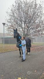 Assistente veterinario, tecnico di allevamento