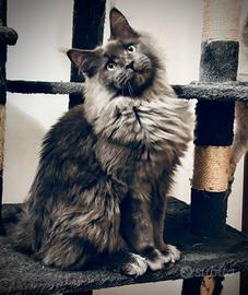 Gattone Maine Coon