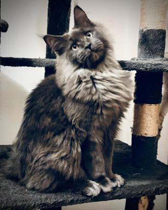 Gattone Maine Coon