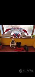 carene complete Yamaha r6 2008 in poi