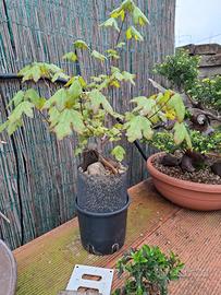 Pre-bonsai Acero Campestre su Roccia (Seki-joju)