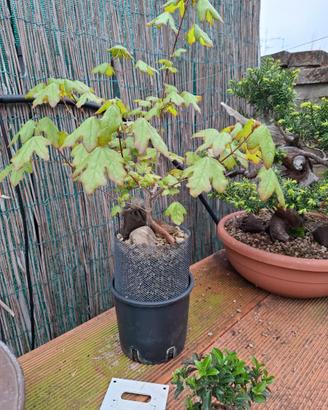 Pre-bonsai Acero Campestre su Roccia (Seki-joju)