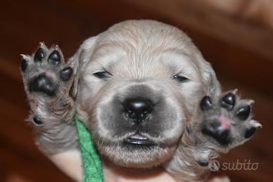 CUCCIOLI Golden Retriever