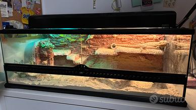 Drago Barbuto + Set Completo Accessori