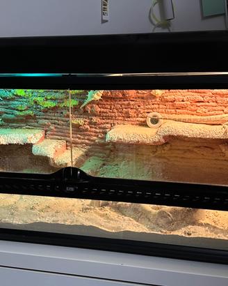 Drago Barbuto + Set Completo Accessori