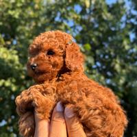 Cuccioli di barboncino red e champagne