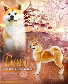 Cuccioli di akita inu