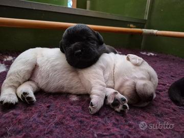 Cuccioli di labrador retriever
