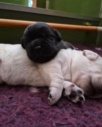 Cuccioli di labrador retriever