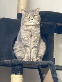 Scottish Blu con Pedigree