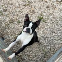 Boston terrier