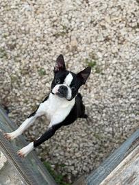 Boston terrier