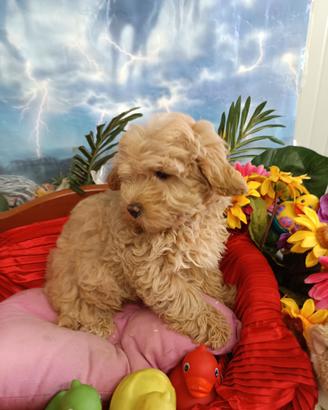 Cuccioli Taglia Piccola. Maschietti Maltipoo