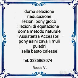 Pony asini cavalli muli puledri