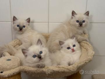 Ragdoll cuccioli maschi