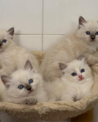 Ragdoll cuccioli maschi
