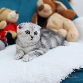 Gattino scottish Fold meraviglioso e dolcissimo 