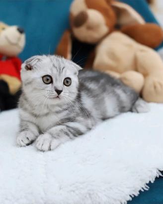 Gattino scottish Fold meraviglioso e dolcissimo 