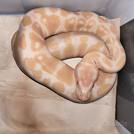 Disponibili pitoni reali