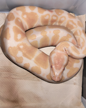 Disponibili pitoni reali