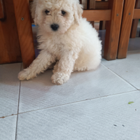 Cucciolo di razza barboncino