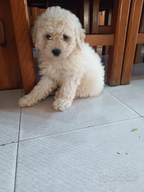 Cucciolo di razza barboncino