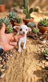 Chihuahua Toy mini