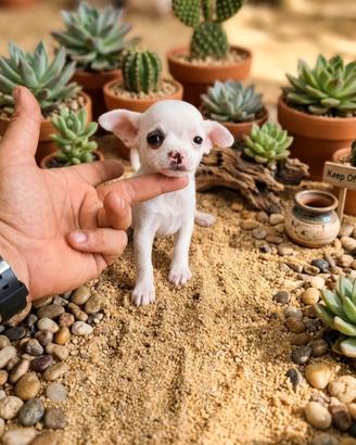 Chihuahua Toy mini