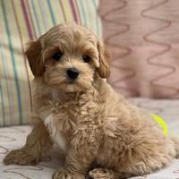 Maltipoo toy