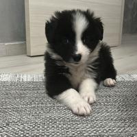 Border collie