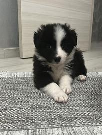 Border collie