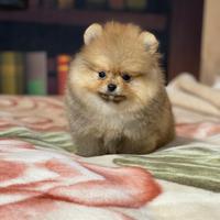 Cuccioli di Spitz nano Pomerania