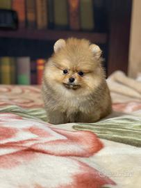 Cuccioli di Spitz nano Pomerania
