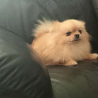 Spitz Pomerania femmina un anno e un mese